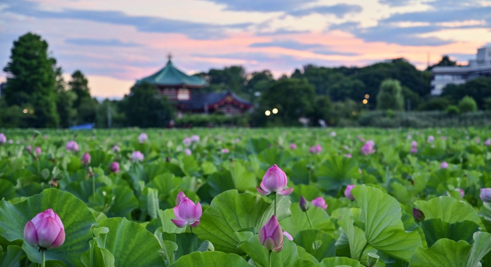 不忍池の蓮と辨天堂